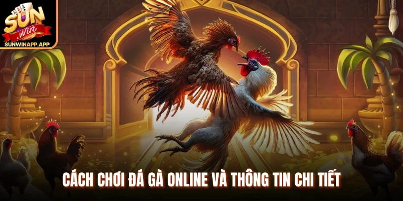 Cách chơi đá gà online và thông tin chi tiết 