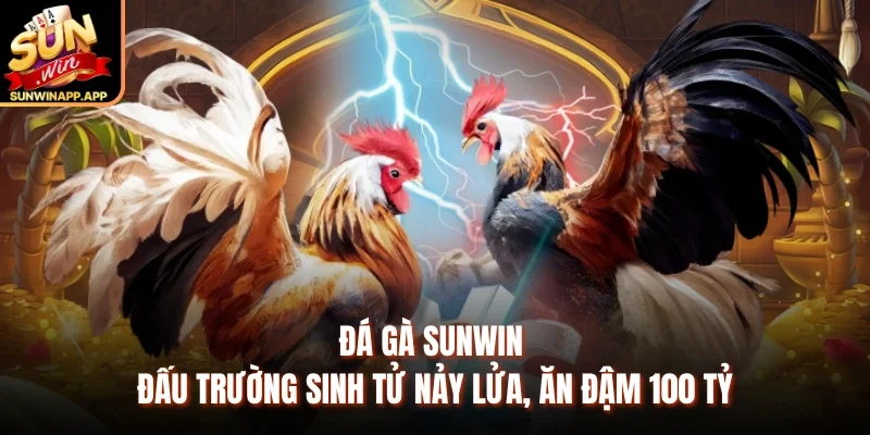 Đá Gà Sunwin - Đấu Trường Sinh Tử Nảy Lửa, Ăn Đậm 100 Tỷ