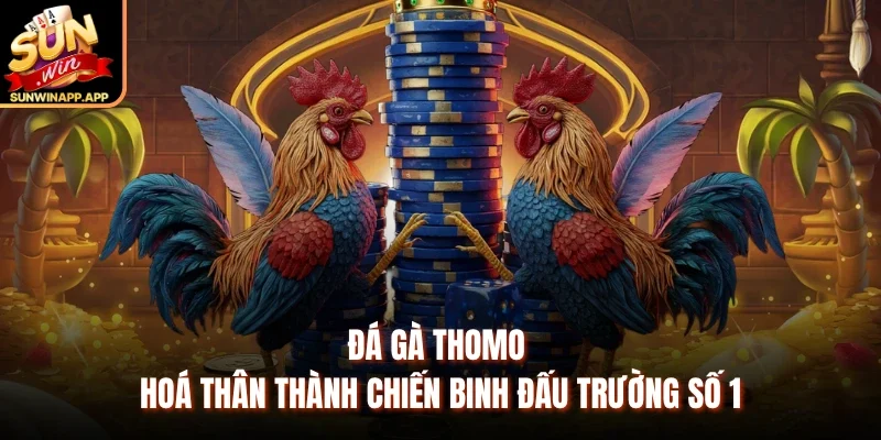 Đá Gà Thomo - Hoá Thân Thành Chiến Binh Đấu Trường Số 1