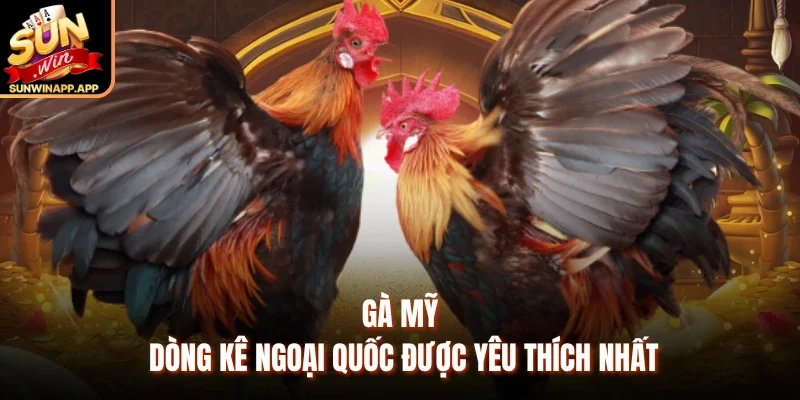 Gà Mỹ - Dòng kê ngoại quốc được yêu thích nhất